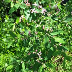 Lonicera, sehr wohlduftende Heckenkirsche