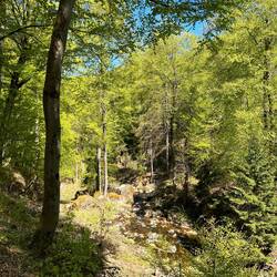 Maigrün an der Ilse