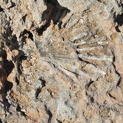 This may be a fossil
