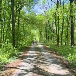 Einfach nur Wald