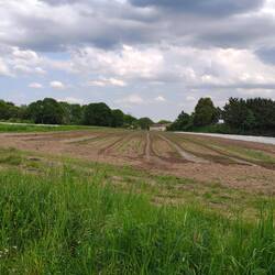 Wheat field today