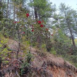 Red rhododendrons.  Native