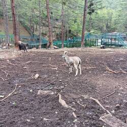 Blue sheep