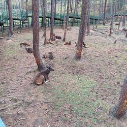 Samba deer.  Two bucks were practicing sparring