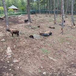 Takins.  Newborn baby in center.