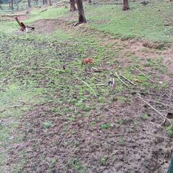 Barking deer