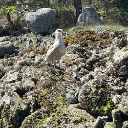 Sea Gull with a small fish in its beak