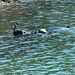 Snorkler