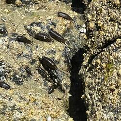 Some creepy looking black beetles just above the water line. Anyone know what they are?