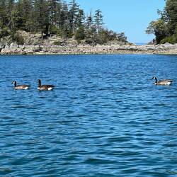Canadian Geese