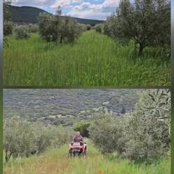 Olivenbäume von Foti