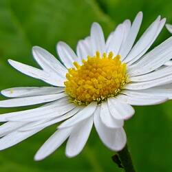 Gänseblümchen