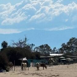 Mucche al pascolo sulla spiaggia di Louros