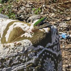 Good camouflage, but not perfect