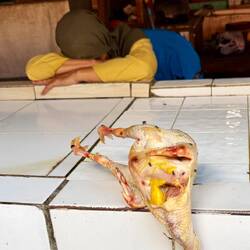 Wettschlafen von Verkäuferin und Huhn
