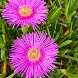 Rote Mittagsblume