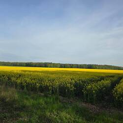 Landwirtschaft sowrit das Auge reicht