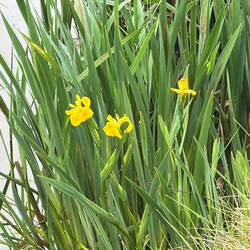 I always see at least a few wild irises on my camino!