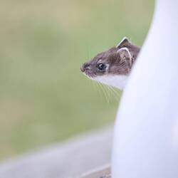 Ermine ist heute besonders ängstlich