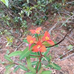 Unnamed wildflower.  There were red rhododendrons on the trail, too.
