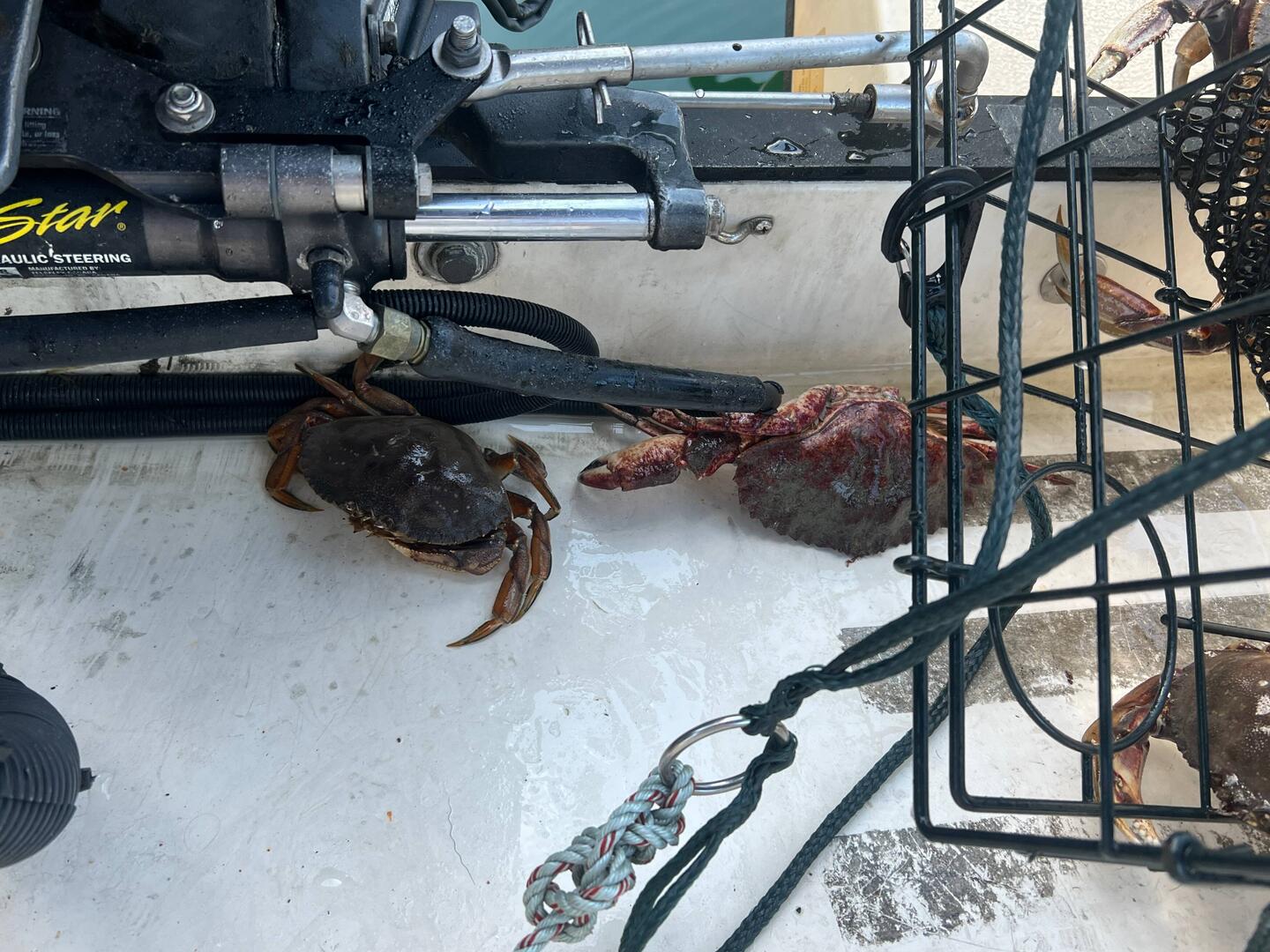 Crab caught last evening. Two fell into engine Splash well.