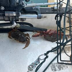 Crab caught last evening. Two fell into engine Splash well.
