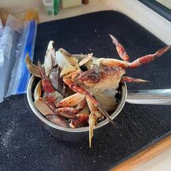 Cleaned crab