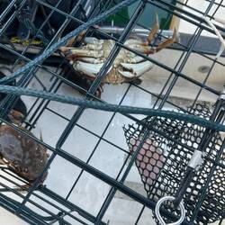 Two stayed in crab cage, but one was upside down. lol