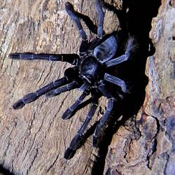 Und zum Schluss noch Tarantula 🕷️