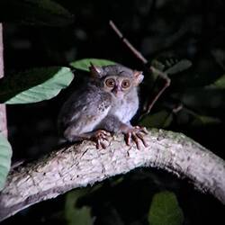 Die Augen sind übrigens größer als das Gehirn 😳