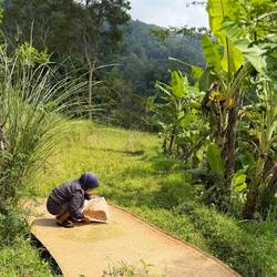 Reis wird getrocknet