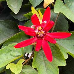 Passionsblume in rot