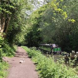The dogs are quite happy following the boat along the towpath with Vicky
