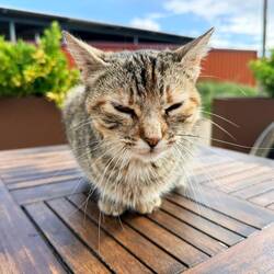 Content bar kitty