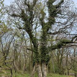 witziger Baum total mit Efeu überwachsen, am Stamm die Wurzeln des Efeus