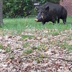 Tag der Tiersichtungen, Wildschwein