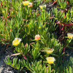 Essbare Mittagsblume - auch sehr bunt.