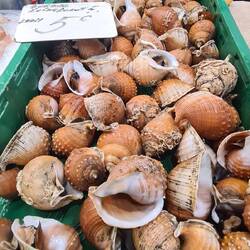 Es handelt sich um Meeresschnecken, vermutlich Große Tonnenschnecken (Tonna galea)