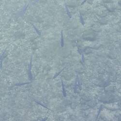 Jede Menge Fische tummeln sich hier.