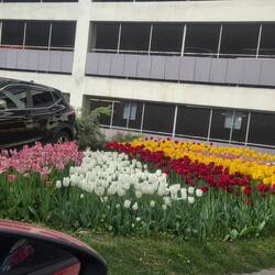 Beautiful tulips as we were entering a car park