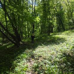 Hoia Forest with no trails markers
