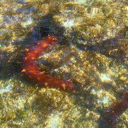 Saw a lot of Sea Cucumbers around the one islet.