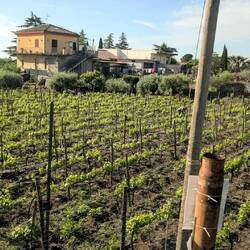 Volcanic soil is very good for grapes