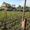 Volcanic soil is very good for grapes