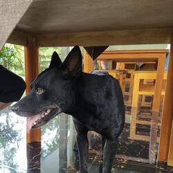 Blacky ❤️🐶 kam immer angehechelt, sobald wir da waren