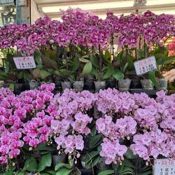 Blumenmarkt