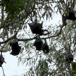 BATS