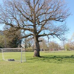 Baum des Jahres 2015