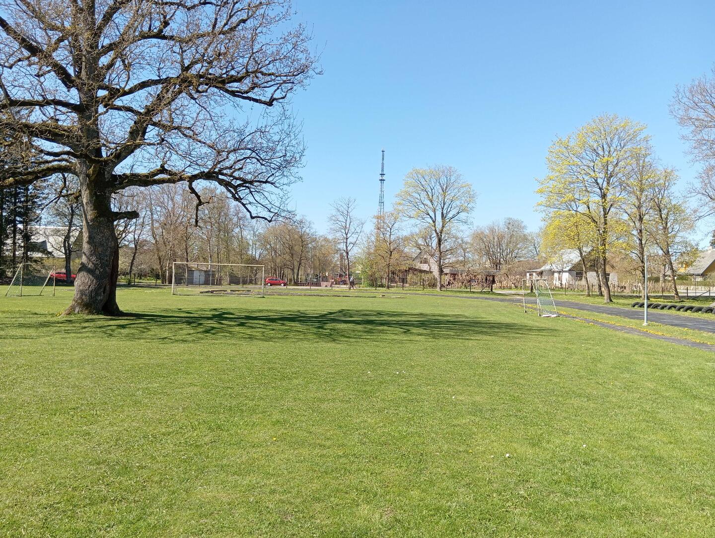Baum des Jahres 2015