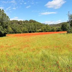 auf der Hinfahrt, so schön dieses Feld voller Mohnblumen